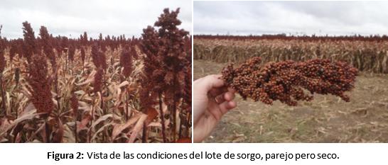 Procesadores de granos específicos para cultivo de sorgo - Image 3