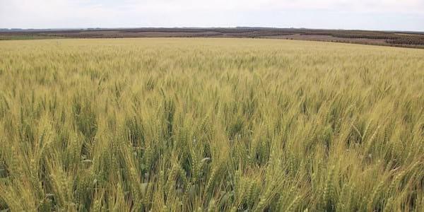 Realidades y mitos en el manejo del nitrógeno en cereales de invierno en Uruguay - Image 2
