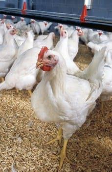 Ensayo de BOLIFOR® MSP en la alimentación de pollos de engorda - Image 1