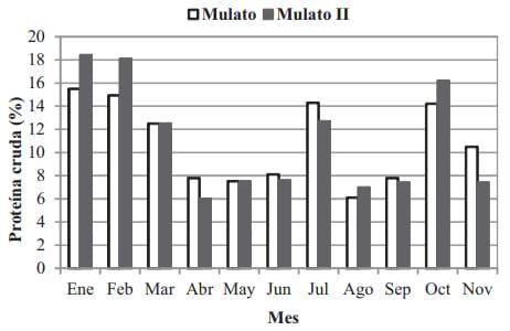Pasto Mulato II (Brachiaria Hibrido): excelente alternativa para producción de carne y leche en zonas tropicales - Image 1