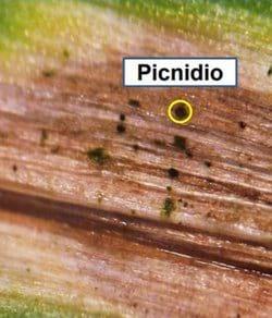 Aparición en Pergamino (Buenos Aires) de septoriosis en trigo - Image 1