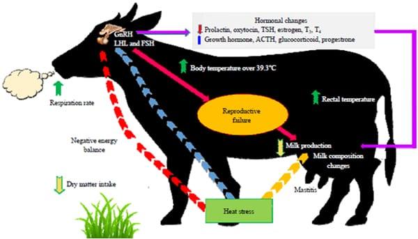 Un panorama sobre la muerte embrionaria en el ganado bovino - Image 8