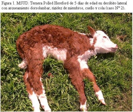 MSUD (Maple Syrup Urine Disease) en terneros Polled Hereford y cruzas Polled Hereford x Shorthorn en Uruguay - Image 1