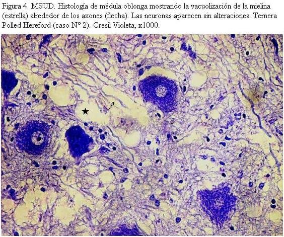 MSUD (Maple Syrup Urine Disease) en terneros Polled Hereford y cruzas Polled Hereford x Shorthorn en Uruguay - Image 5