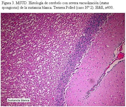 MSUD (Maple Syrup Urine Disease) en terneros Polled Hereford y cruzas Polled Hereford x Shorthorn en Uruguay - Image 4