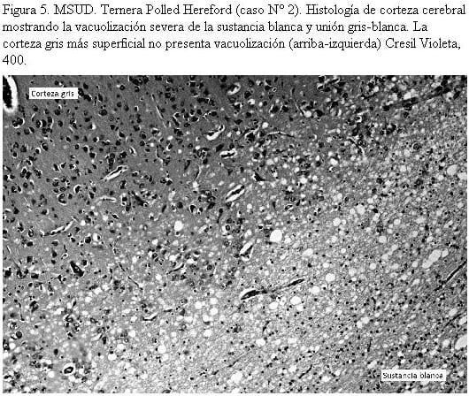 MSUD (Maple Syrup Urine Disease) en terneros Polled Hereford y cruzas Polled Hereford x Shorthorn en Uruguay - Image 6