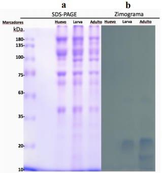 Glutatión S Transferasa como marcador de resistencia a los acaricidas en la garrapata del ganado rhipicephalus microplus (Acari: Ixodidae) - Image 1