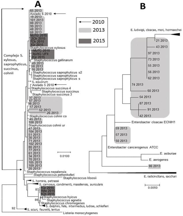 Caracterización de aislados bacterianos derivados de una infección natural de la garrapata del ganado rhipicephalus microplus (ACARI: IXODIDAE) en el periodo 2010-2015 - Image 1