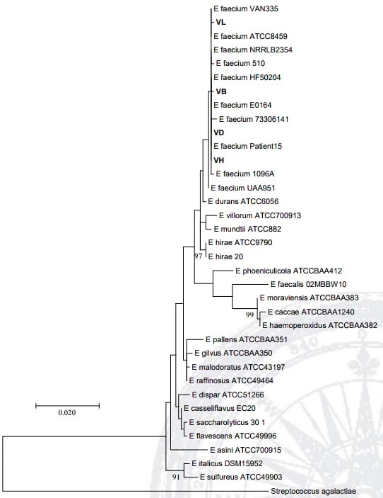 Dinámica poblacional y aislamiento de bacterias ácido lácticas en lactosuero fermentado - Image 4