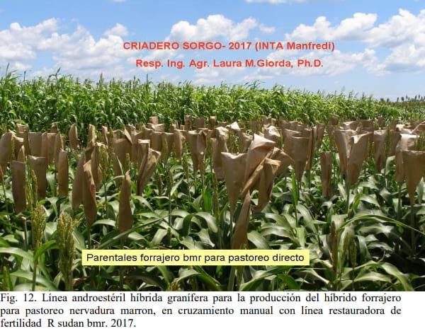 Nuevos desarrollos: híbridos y variedades graníferos y forrajeros 2017 - Image 18
