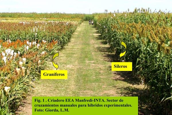 Nuevos desarrollos: híbridos y variedades graníferos y forrajeros 2017 - Image 1