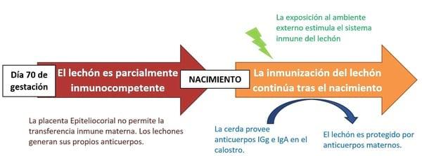 Impulsar la transferencia inmunológica de la cerda a los lechones: la Importancia de la Calidad del Calostro. - Image 1