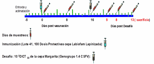 Evaluación de la eficacia, transmisión y replicación de una vacuna viva lapinizada contra la Peste Porcina Clásica - Image 2