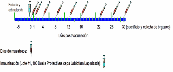 Evaluación de la eficacia, transmisión y replicación de una vacuna viva lapinizada contra la Peste Porcina Clásica - Image 1