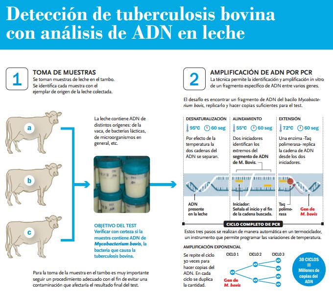 PCR Para Vigilancia Epidemiológica Tuberculosis Bovina - Image 7