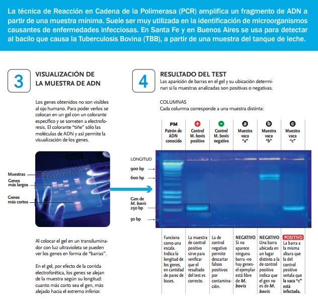 PCR Para Vigilancia Epidemiológica Tuberculosis Bovina - Image 9