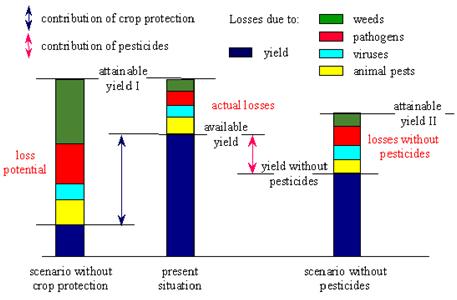 Historia e importancia de la Sanidad Vegetal. Afectaciones por plagas en el cultivo del trigo (Solanum Lycopersicum.) en el cono sur de América - Image 2