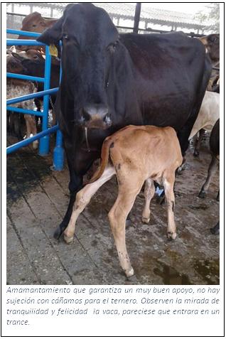 Calidad del ordeño y de la leche de la Vaca ordeñada con su cría feliz y relajada, o sin su cría, amilanada, y estresada - Image 5