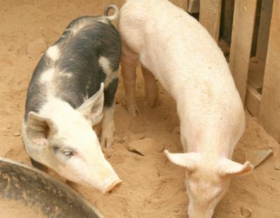 Incorporación de ingredientes funcionales en el alimento para cerdos: nucleótidos orgánicos - Image 5