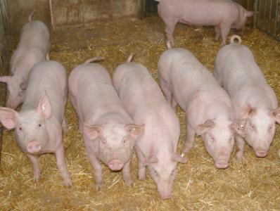 Incorporación de ingredientes funcionales en el alimento para cerdos: nucleótidos orgánicos - Image 6