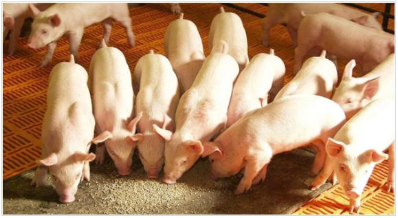 Incorporación de ingredientes funcionales en el alimento para cerdos: nucleótidos orgánicos - Image 1