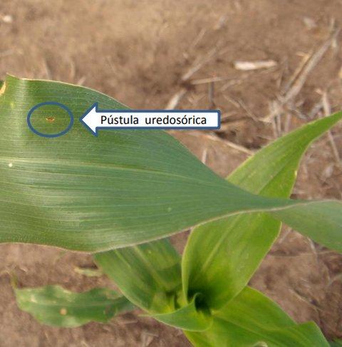 Aparición temprana de la roya común del maíz en el norte de la provincia de Buenos Aires - Image 1