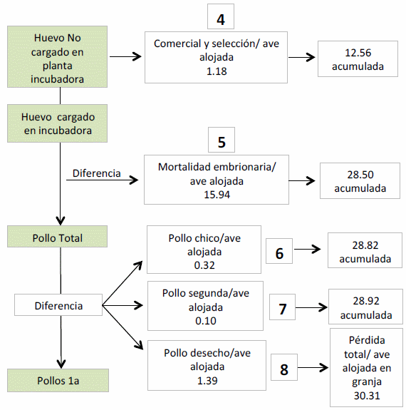 Modelo conceptual de pérdidas productivas en reproductoras e incubadoras - Image 7