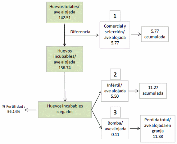 Modelo conceptual de pérdidas productivas en reproductoras e incubadoras - Image 6