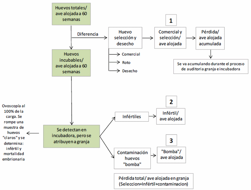 Modelo conceptual de pérdidas productivas en reproductoras e incubadoras - Image 2