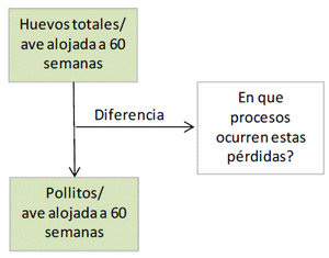 Modelo conceptual de pérdidas productivas en reproductoras e incubadoras - Image 1
