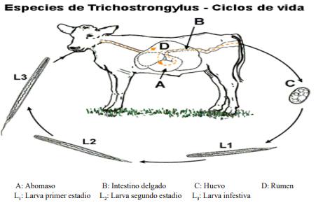 Epizootiología de los nemátodos gastrointestinales de los bovinos jóvenes - Image 2
