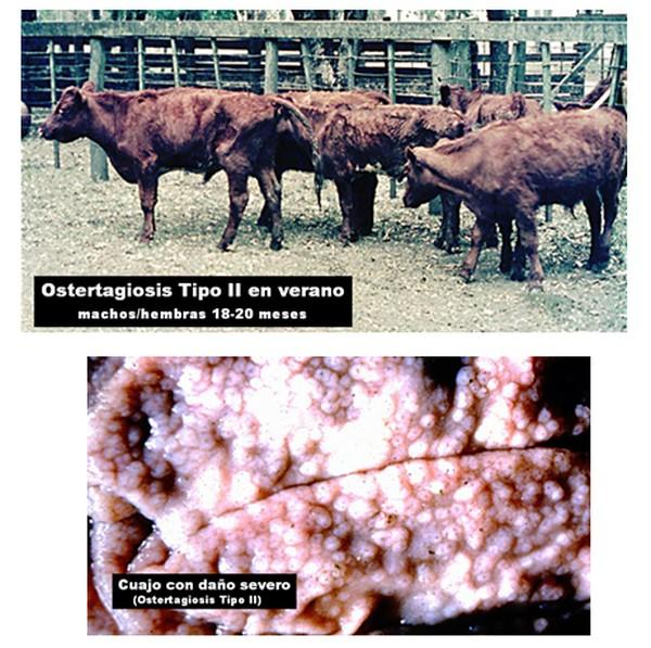 Parasitosis interna de los bovinos tratamiento antiparasitario de noviembre - Image 1