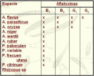 La aflatoxicosis: Un problema a resolver dentro de la Medicina Veterinaria - Image 8