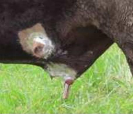 Evaluación práctica y relación beneficio-costo de la técnica modificada de desviación quirúrgica de pene para la preparación de toros marcadores en la empresa bovina - Image 6