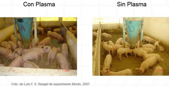 El plasma animal spray dried y sus aplicaciones en la alimentación de mascotas, cerdos, pollos, acuacultura y terneros. - Image 3