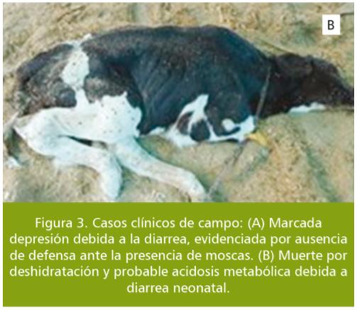 Diarrea neonatal en terneros - Image 4
