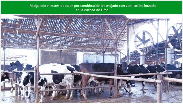 Estrés de calor en bovinos lecheros en el Perú - Image 4