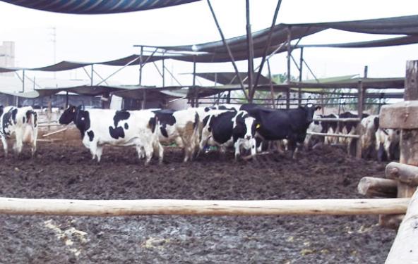 Estrés de calor en bovinos lecheros en el Perú - Image 1