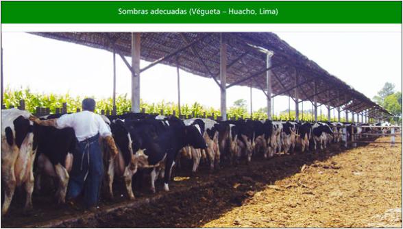 Estrés de calor en bovinos lecheros en el Perú - Image 2