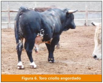El ganado vacuno Criollo: fuente importante de carne en el Perú - Image 8