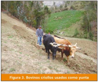 El ganado vacuno Criollo: fuente importante de carne en el Perú - Image 4