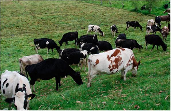 El ganado vacuno Criollo: fuente importante de carne en el Perú - Image 1