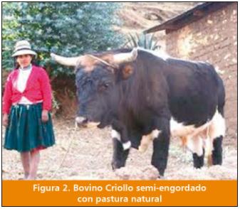 El ganado vacuno Criollo: fuente importante de carne en el Perú - Image 3