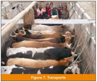 El ganado vacuno Criollo: fuente importante de carne en el Perú - Image 9