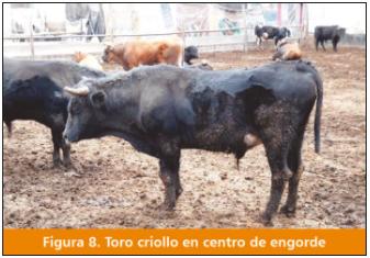 El ganado vacuno Criollo: fuente importante de carne en el Perú - Image 10