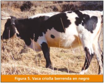 El ganado vacuno Criollo: fuente importante de carne en el Perú - Image 7