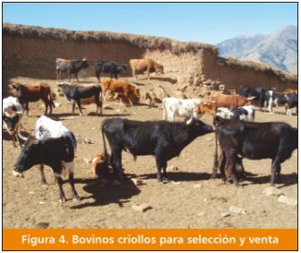 El ganado vacuno Criollo: fuente importante de carne en el Perú - Image 6