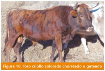 El ganado vacuno Criollo: fuente importante de carne en el Perú - Image 12