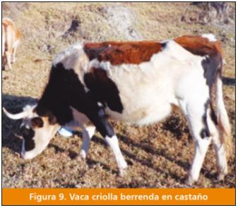 El ganado vacuno Criollo: fuente importante de carne en el Perú - Image 11
