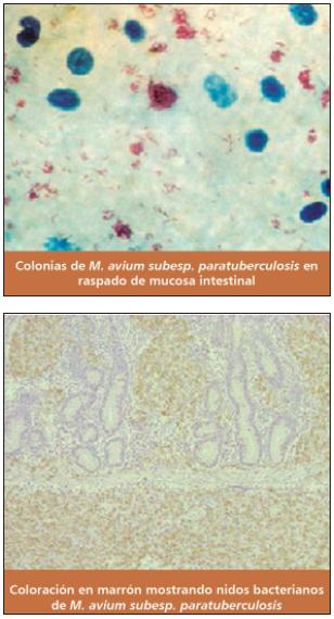 Paratuberculosis Bovina - Image 5